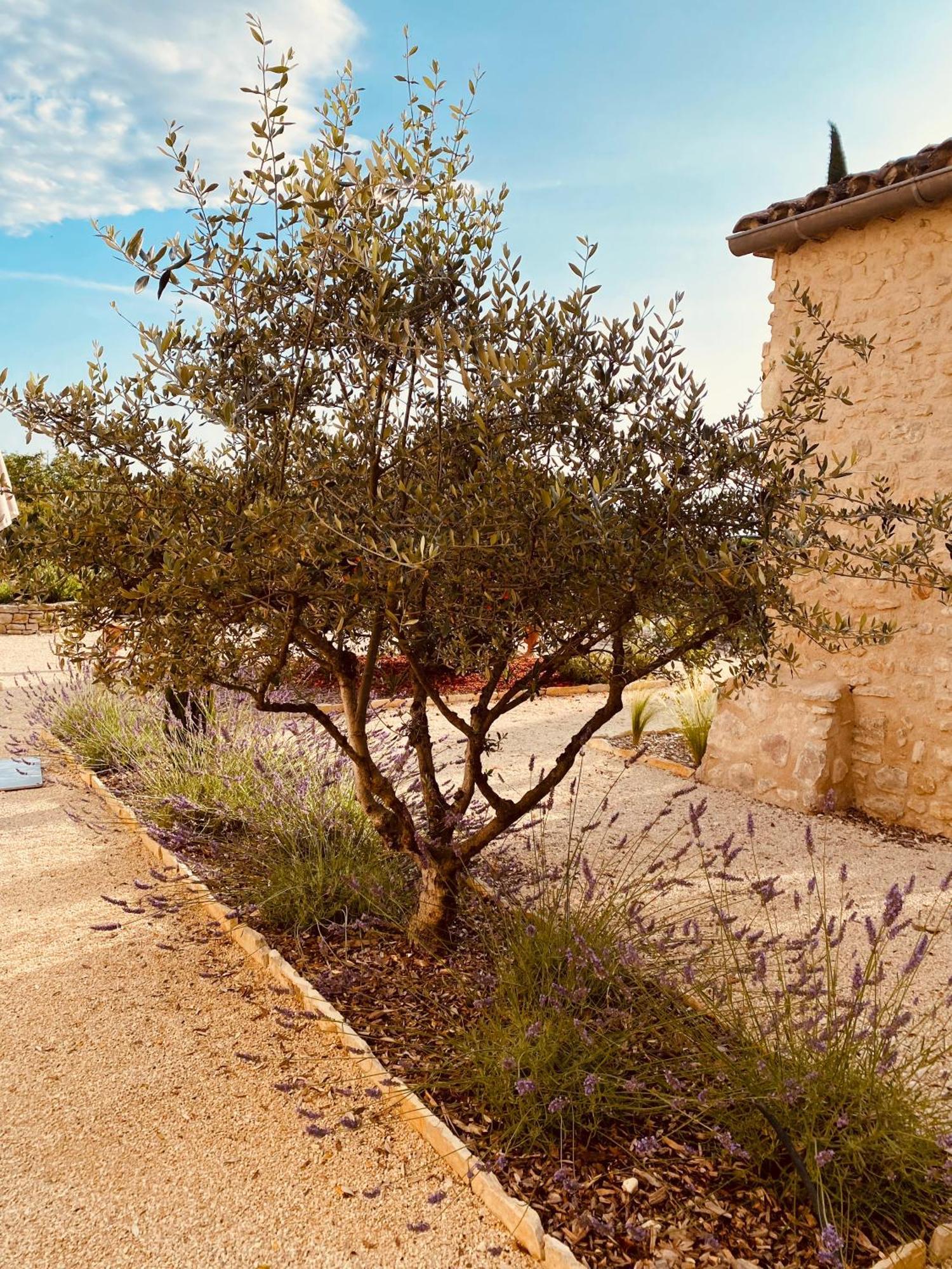 La Bastide Des Oliviers Provence - Aux Baronnies Holiday home *